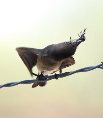 The Western Wood-Pewee seemed to be doing contortions to swallow its catch.