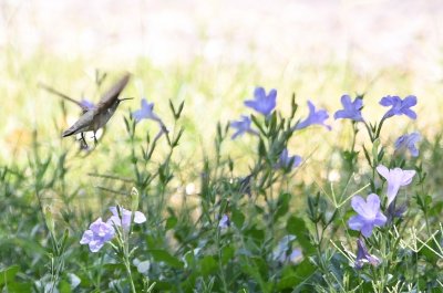Black-chinned Hummingbird at the lavender bugle flowers