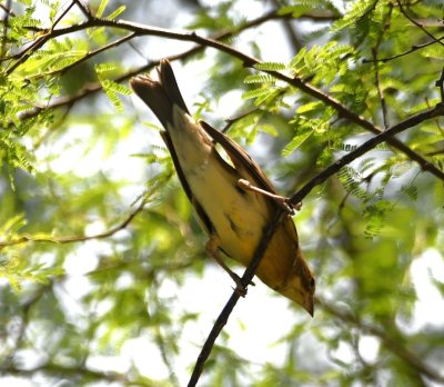 Adult female Summer Tanager