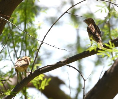 Bill D suggests the bird on the right is a Dickcissel.