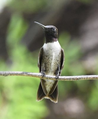 Male Black-chinned Hummingbird