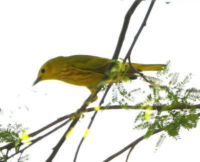 Yellow Warbler