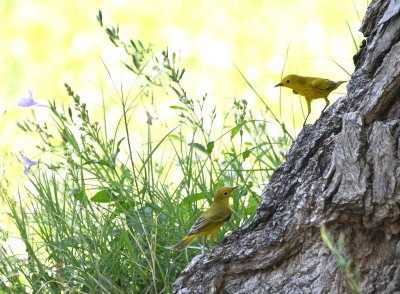 Yellow Warblers