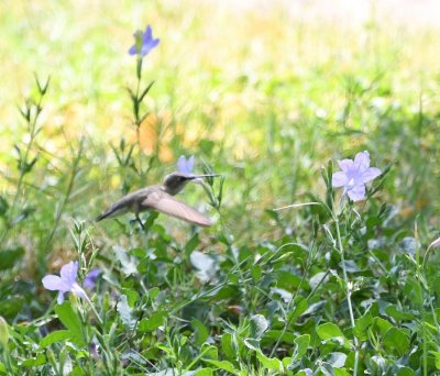 Black-chinned Hummingbird at lavender trumpet flowers