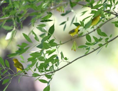 Three Yellow Warblers