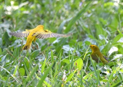 Yellow Warbler (L) and Wilson's Warbler (R)