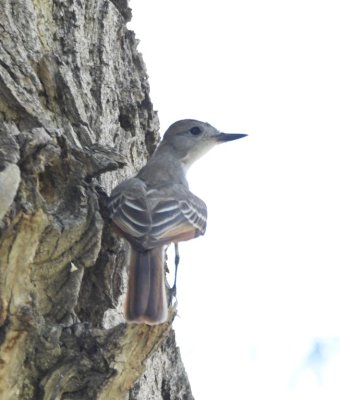 Ash-throated Flycatcher
(see notes from Bill D on earlier photo)