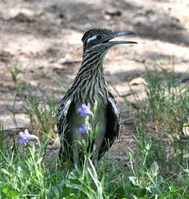 Greater Roadrunner