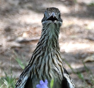 Greater Roadrunner