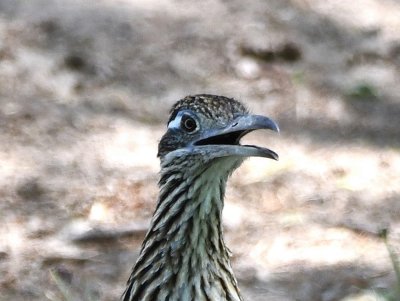 Greater Roadrunner