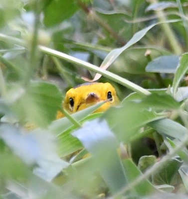 Wilson's Warbler poking its head out of the grass