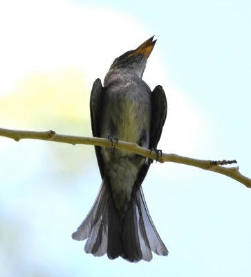 Western Wood-Pewee