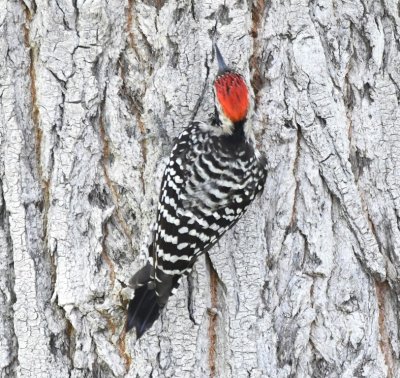 Male Ladderback Woodpecker