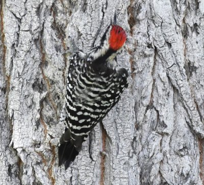 Male Ladderback Woodpecker