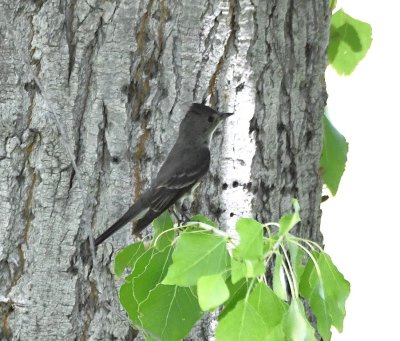 Western Wood-Pewee