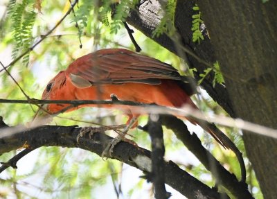 Male Summer Tanager