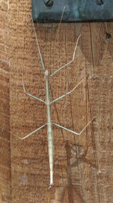 Walkingstick