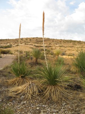 Sotol Yucca