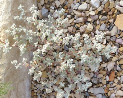 Low-growing gray-green plant in the gravel along the visitor center trail