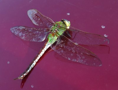 Back at the car in the parking lot, Nancy V found this stunned dragonfly in the grill of her CRV. She placed it on the hood of her car and we all took photos.