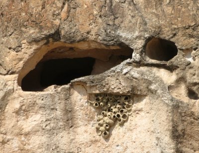 We didn't see any evidence of critters in the openings, but there were vacant swallow nests below them.