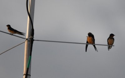 There were Barn Swallows on the antenna atop the visitor center.