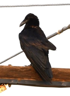There was a Common Raven on a power pole outside the visitor center.