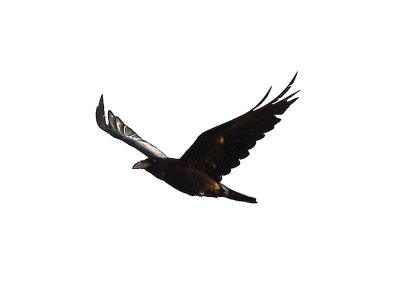Common Raven, flying away