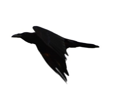 Common Raven silhouette
