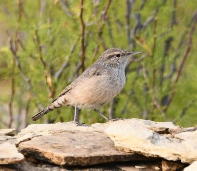 Rock Wren along a rock wall at the visitor center