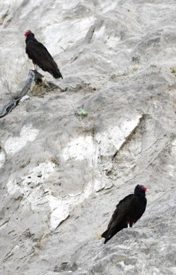 Along the side of the road, we saw these Turkey Vultures roosting