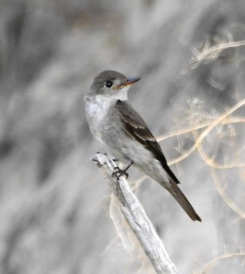 This Western Wood-Pewee perched along the road near the vultures.