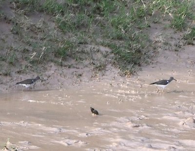Spotted Sandpipers