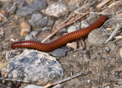 Another Giant Red Centipede