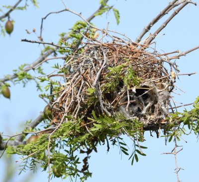 This nest has its entrance on the side, rather than being open on top.