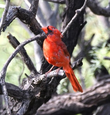 Shaggy-looking male Northern Cardinal in a tree on the river bank