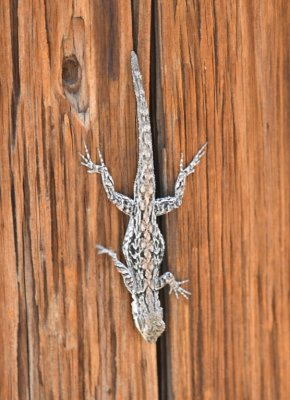 At that next state park entrance, we found this lizard on one of the buildings.
