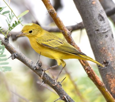 After lunch we went back to our B&B, got our National Park pass and drove back into Big Bend. We stopped again at Dugout Wells where the first bird we saw was this Yellow Warbler.