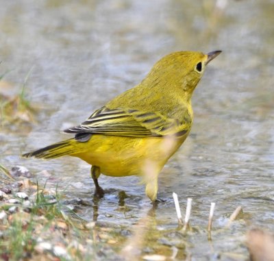 Yellow Warbler at the stream of water running across the road at Dugout Wells