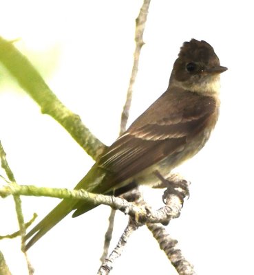 Western Wood-Pewee