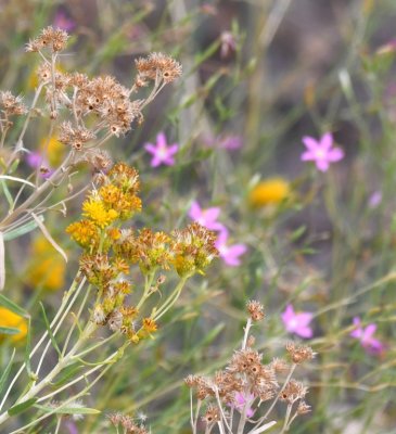 Yellow and pink wildflowers