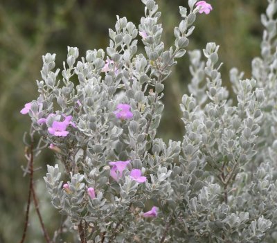 Gray-green bush with pink flowers