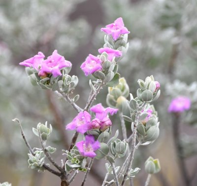 Gray-green bush with pink flowers