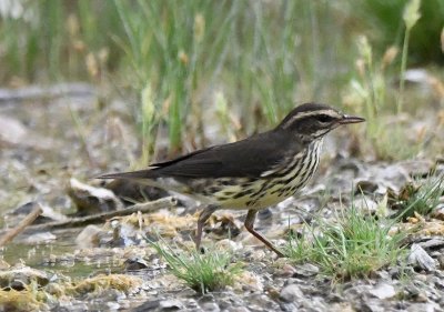 Northern Waterthrush