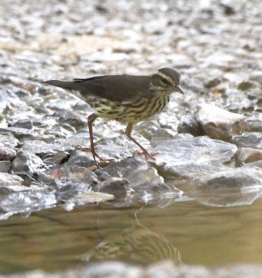 Northern Waterthrush at the water across the road at Dugout Wells