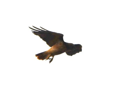 Hovering hawk