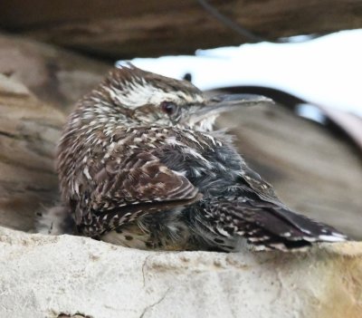 This young-looking Cactus Wren let me get very close to takes its photo.