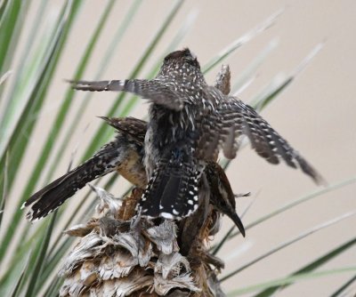 The Cactus Wren in the foreground seemed to be begging.