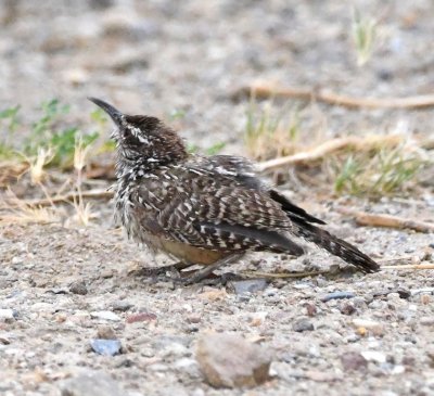 The younger Cactus Wren flew to the ground...