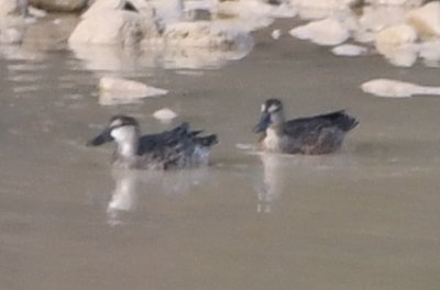 Unidentified ducks